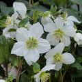 Helleborus lemonnieriae HGC Paradenia - Elleboro