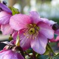 Helleborus Madame Lemonnier - Elleboro