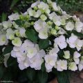 Hydrangea Runaway Bride - Ortensia