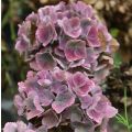 Hydrangea macrophylla Baron Pourpre - Ortensia