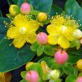 Hypericum inodorum Magical Beauty Kolmbeau - Iperico