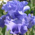 Iris germanica Delta Blues - Giaggiolo paonazzo