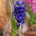 Giacinto Blue Pearl (forzato) - Hyacinthus