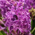 Giacinto Purple Sensation - Hyacinthus