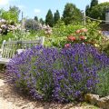 Lavandula angustifolia Hidcote - Lavanda vera