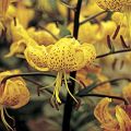 Lilium leichtlinii - Giglio botanico