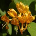 Lonicera brownii Golden Trumpet - Caprifoglio rampicante