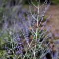 Perovskia atriplicifolia Little Spire - Salvia russa