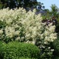 Persicaria polymorpha