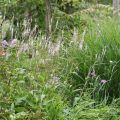 Persicaria amplexicaulis Alba