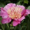 Peonia erbacea Doreen