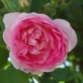 Rosa rampicante Jasmina