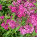 Spirea japonica Anthony Waterer - Spirea del Giappone