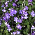 Streptocarpus saxorum Purple