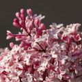 Syringa microphylla Superba - Lillà