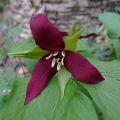 Trillium erectum