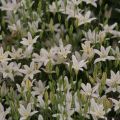 Triteleia laxa Silver Queen - Triteleia comune