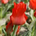 Tulipano greigii Petit Chaperon Rouge