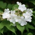 Viburnum opulus - Oppio