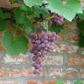 Vitis labrusca x vinifera Fragola Nera - Vite