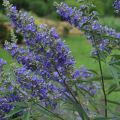 Vitex agnus-castus Delta Blues - Agnocasto