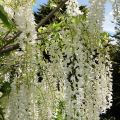 Wisteria floribunda Alba - Glicine