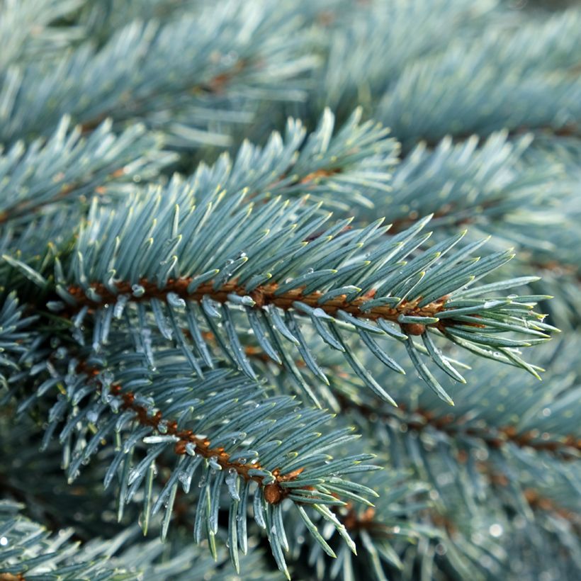 Picea pungens Karpaten (Fogliame)