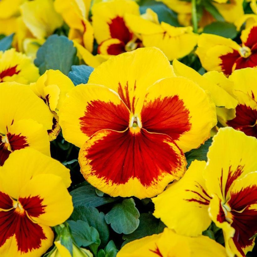 Viola Prim Up Yellow RedBlotch (Fioritura)