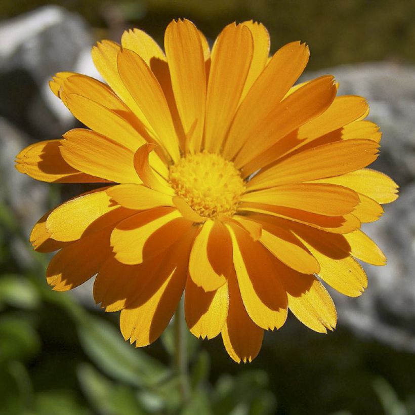 Calendula officinalis (Fioritura)