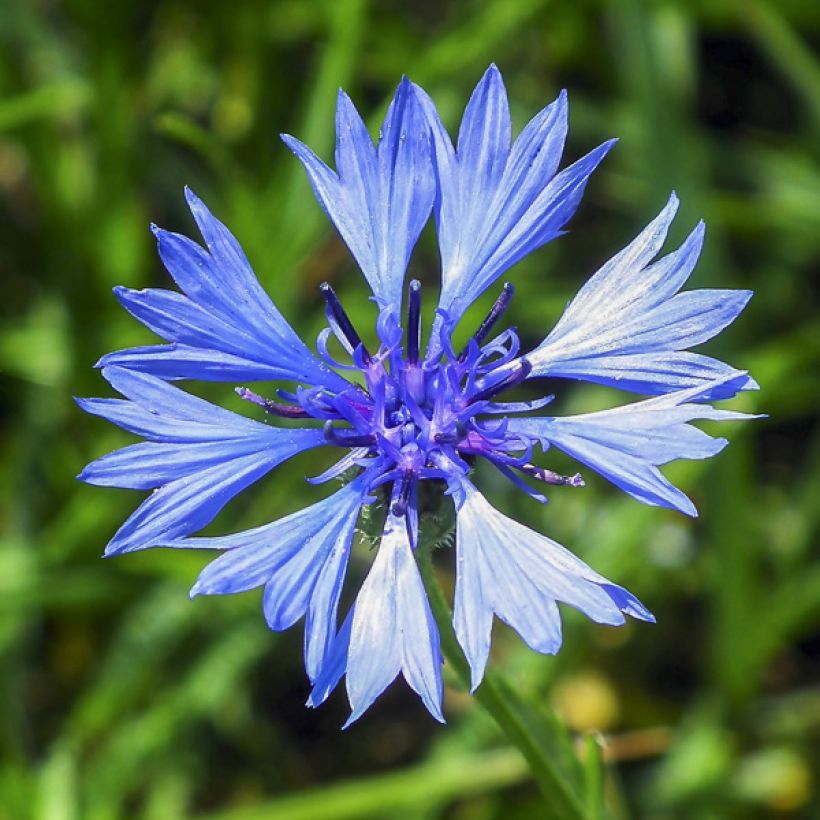 Centaurea cyanus Doppio Mix - Fiordaliso vero (Fioritura)