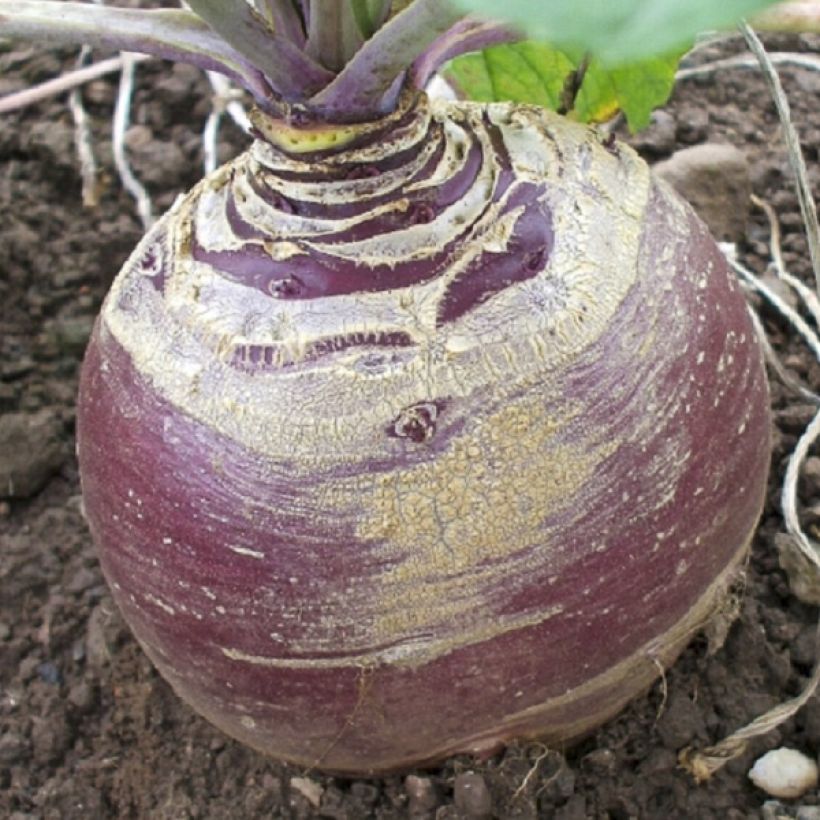 Rutabaga Magres (Raccolta)