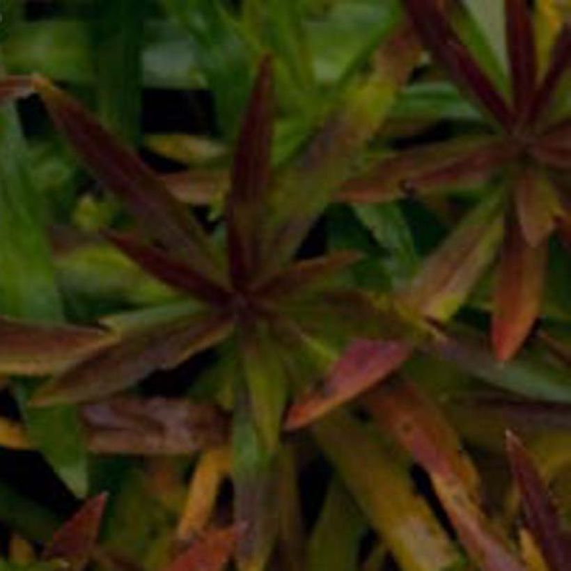 Achillea ptarmica Nana Compacta (Fogliame)