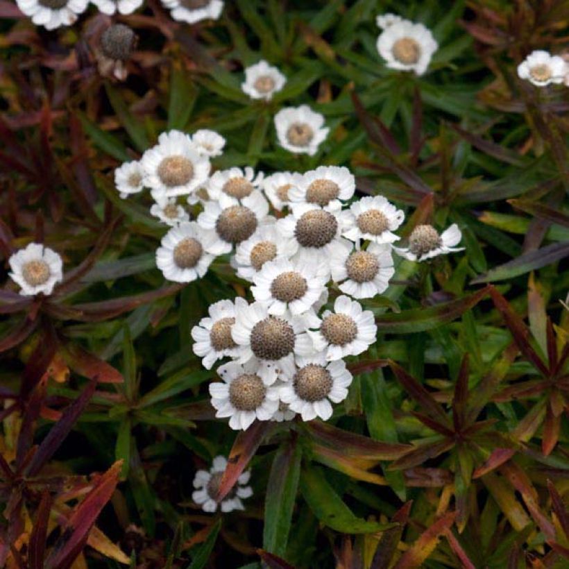 Achillea ptarmica Nana Compacta (Porto)