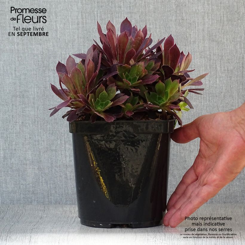 Esemplare di Aeonium arboreum Du Rozzen - Aéonium en arbre Pot de 3L/4L come consegnato in autunno