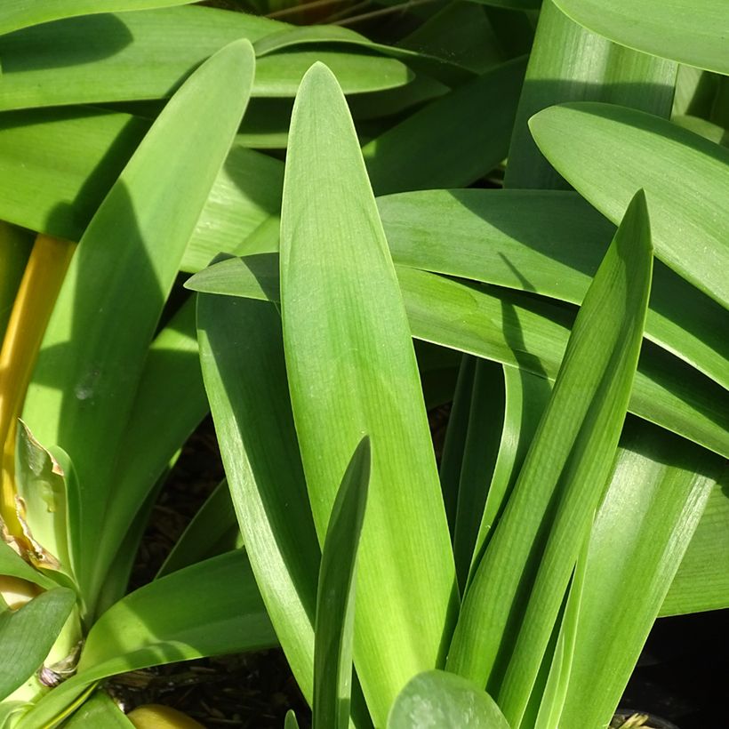 Agapanthus Full Moon (Fogliame)