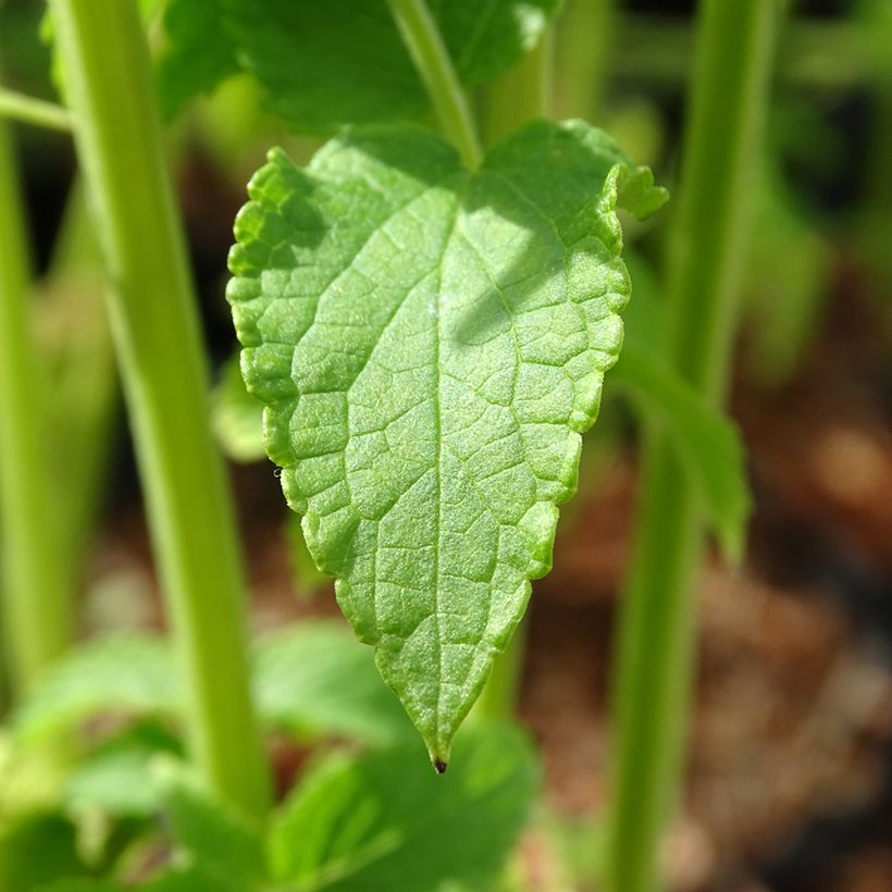 Agastache rugosa Alabaster - Menta coreana (Fogliame)