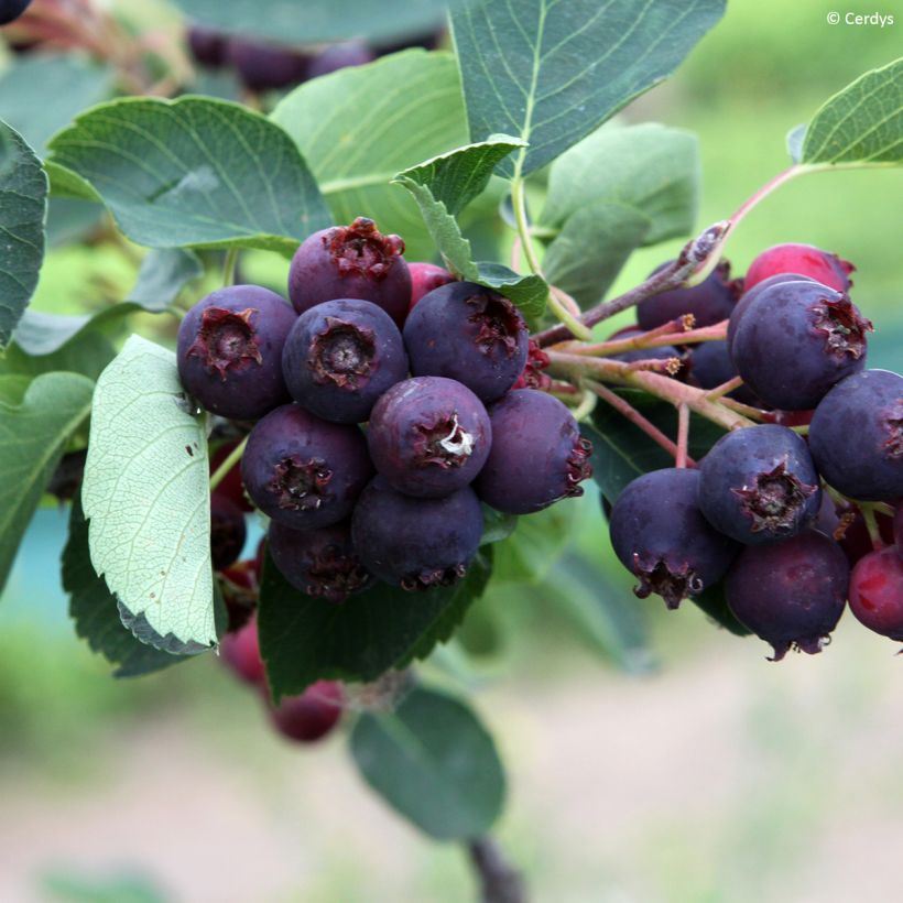 Amelanchier alnifolia Martin - Amelanchier (Raccolta)