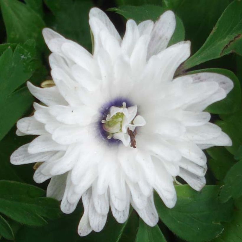 Anemone nemorosa Blue Eyes (Fioritura)