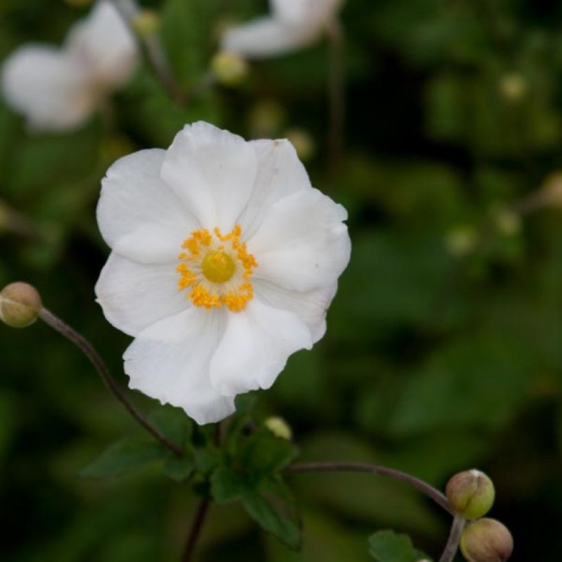 Anemone Andrea Atkinson - Anemone giapponese (Fioritura)