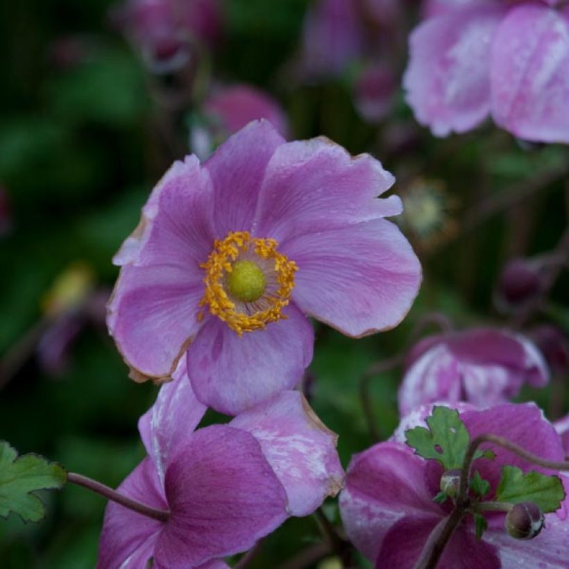 Anemone Rosenschale - Anemone giapponese (Fioritura)