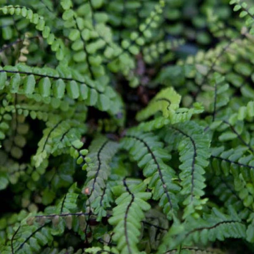 Asplenium trichomanes - Asplenio tricomane (Fogliame)