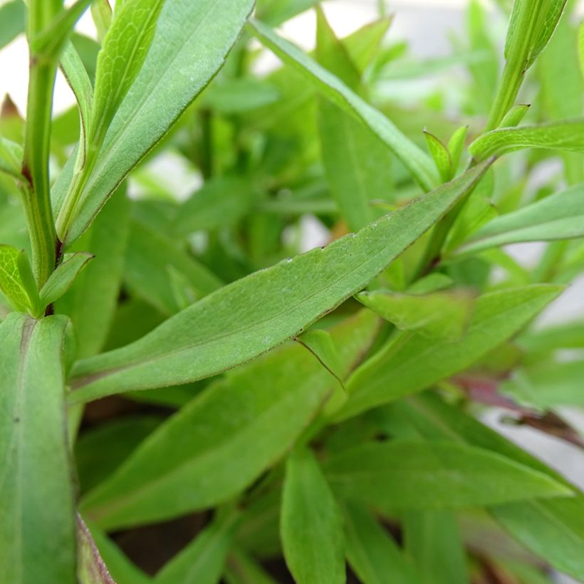 Aster ageratoides Asmoe (Fogliame)