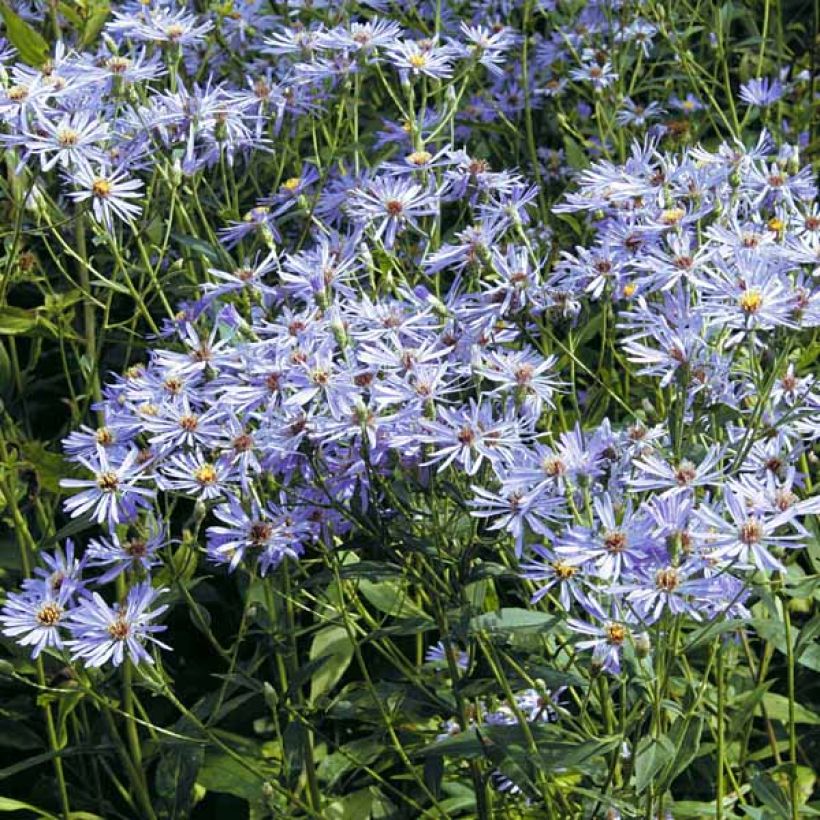 Aster macrophyllus Twilight (Porto)