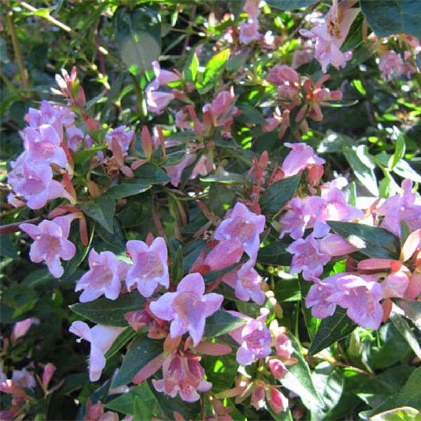 Abelia grandiflora Edward Goucher (Fioritura)