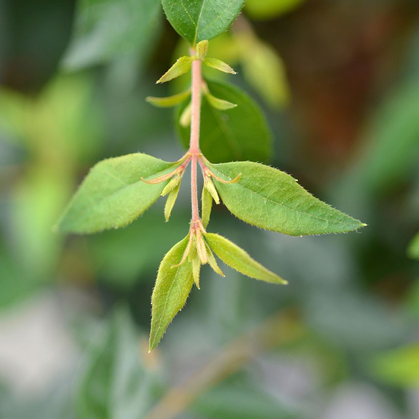 Abelia grandiflora Edward Goucher (Fogliame)