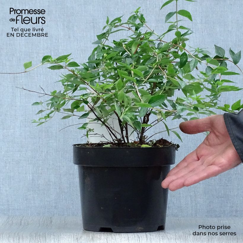 Abelia Edward Goucher pot de 1.5L/2L esemplare consegnato in inverno