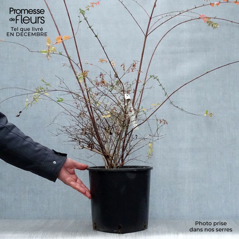 Abelia Edward Goucher pot de 7.5L/10L esemplare consegnato in inverno