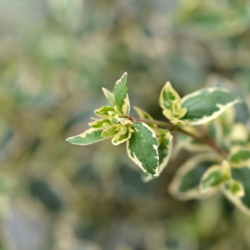 Abelia grandiflora Magic Daydream (Fogliame)