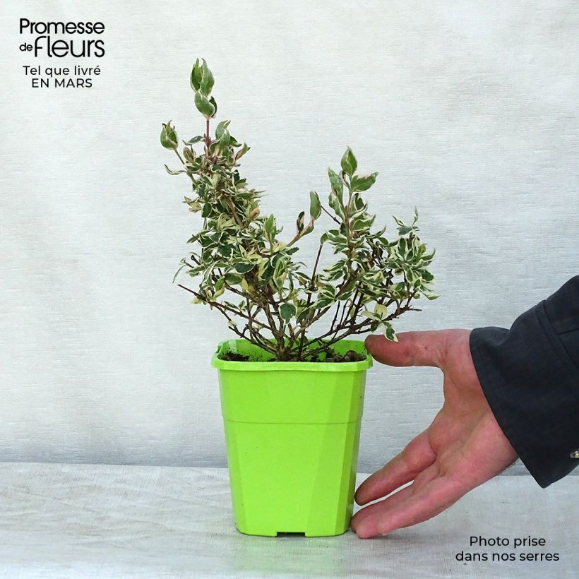 Abelia Magic Daydream en godet de 9 cm esemplare consegnato in inverno