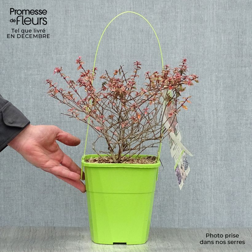 Abelia Magic Daydream en pot de 3L/4L esemplare consegnato in inverno